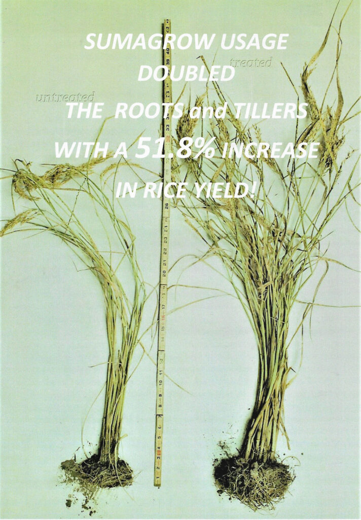 RICE-TILLER