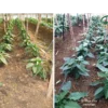 Before-and-After-Picture-20-days-after-treatment-SumaGrow-OMRI-Listed-Biofertilizer-Increase-Yields-Organically-Sustainable-Agriculture