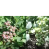 Before-and-After-Picture-of-Blueberries-Mississippi-SumaGrow-OMRI-Listed-Biofertilizer-Increase-Yields-Organically-Sustainable-Agriculture