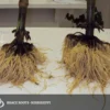 Before-and-After-Picture-of-Brace-Roots-SumaGrow-OMRI-Listed-Biofertilizer-Increase-Yields-Organically-Sustainable-Agriculture