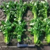 Before-and-After-Picture-of-Celery-California-SumaGrow-OMRI-Listed-Biofertilizer-Increase-Yields-Organically-Sustainable-Agriculture