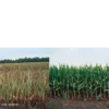 Before-and-After-Picture-of-Corn-Drought-SumaGrow-OMRI-Listed-Biofertilizer-Increase-Yields-Organically-Sustainable-Agriculture