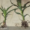Before-and-After-Picture-of-Corn-Michigan-SumaGrow-OMRI-Listed-Biofertilizer-Increase-Yields-Organically-Sustainable-Agriculture