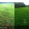 Before-and-After-Picture-of-Food-Plot-Alabama-SumaGrow-OMRI-Listed-Biofertilizer-Increase-Yields-Organically-Sustainable-Agriculture