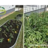 Before-and-After-Picture-of-Merigolds-Tomatoes-SumaGrow-OMRI-Listed-Biofertilizer-Increase-Yields-Organically-Sustainable-Agriculture