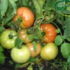 Before-and-After-Picture-of-Tomatoes-SumaGrow-OMRI-Listed-Biofertilizer-Increase-Yields-Organically-Sustainable-Agriculture