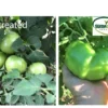 Before-and-After-Picture-of-Very-Large-Tomatoes-SumaGrow-OMRI-Listed-Biofertilizer-Increase-Yields-Organically-Sustainable-Agriculture