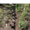 Before-and-After-Picture-of-growth-SumaGrow-OMRI-Listed-Biofertilizer-Increase-Yields-Organically-Sustainable-Agriculture