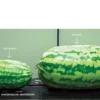 Before-and-After-Picture-of-watermelons-SumaGrow-OMRI-Listed-Biofertilizer-Increase-Yields-Organically-Sustainable-Agriculture