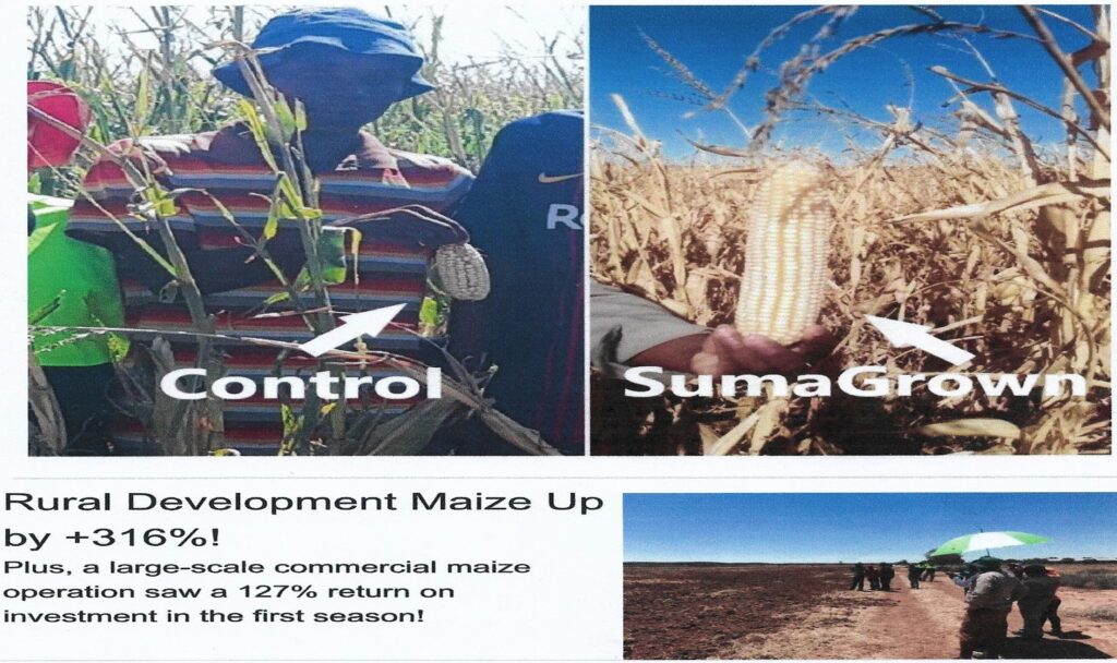 corn maize crop study