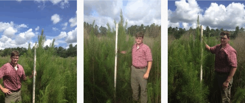 How SumaGrow Helps Pine Seedlings Grow Faster and Healthier